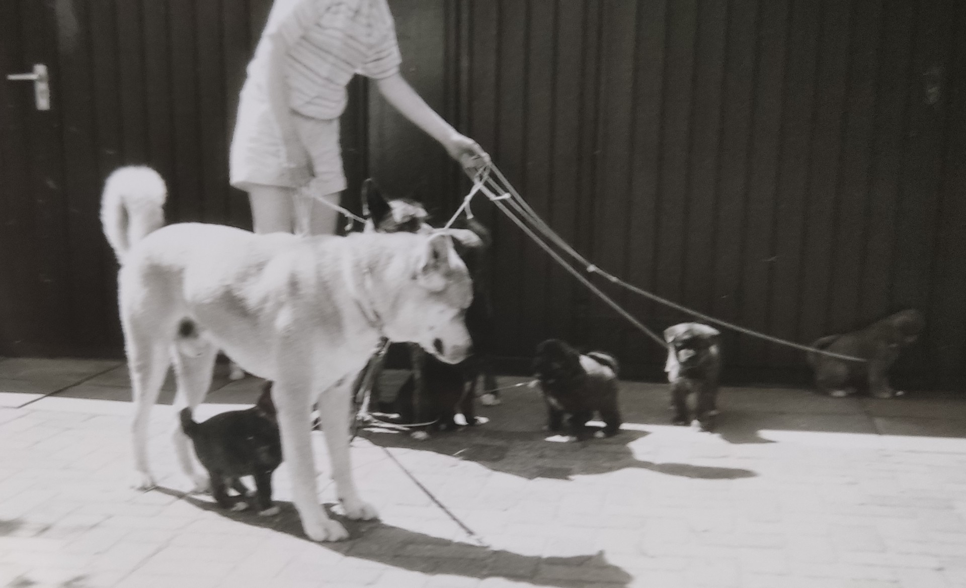 Oude foto van fokker als tiener, die zes Akita Inu puppies vasthoudt aan 6 lijntjes en volwassen teef en volwassen reu 