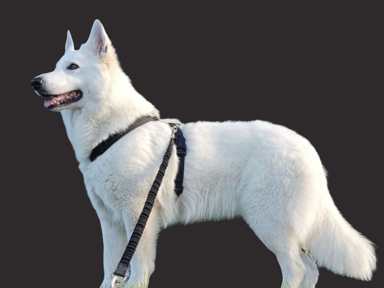 Zwitserse Witte Herder moederhond