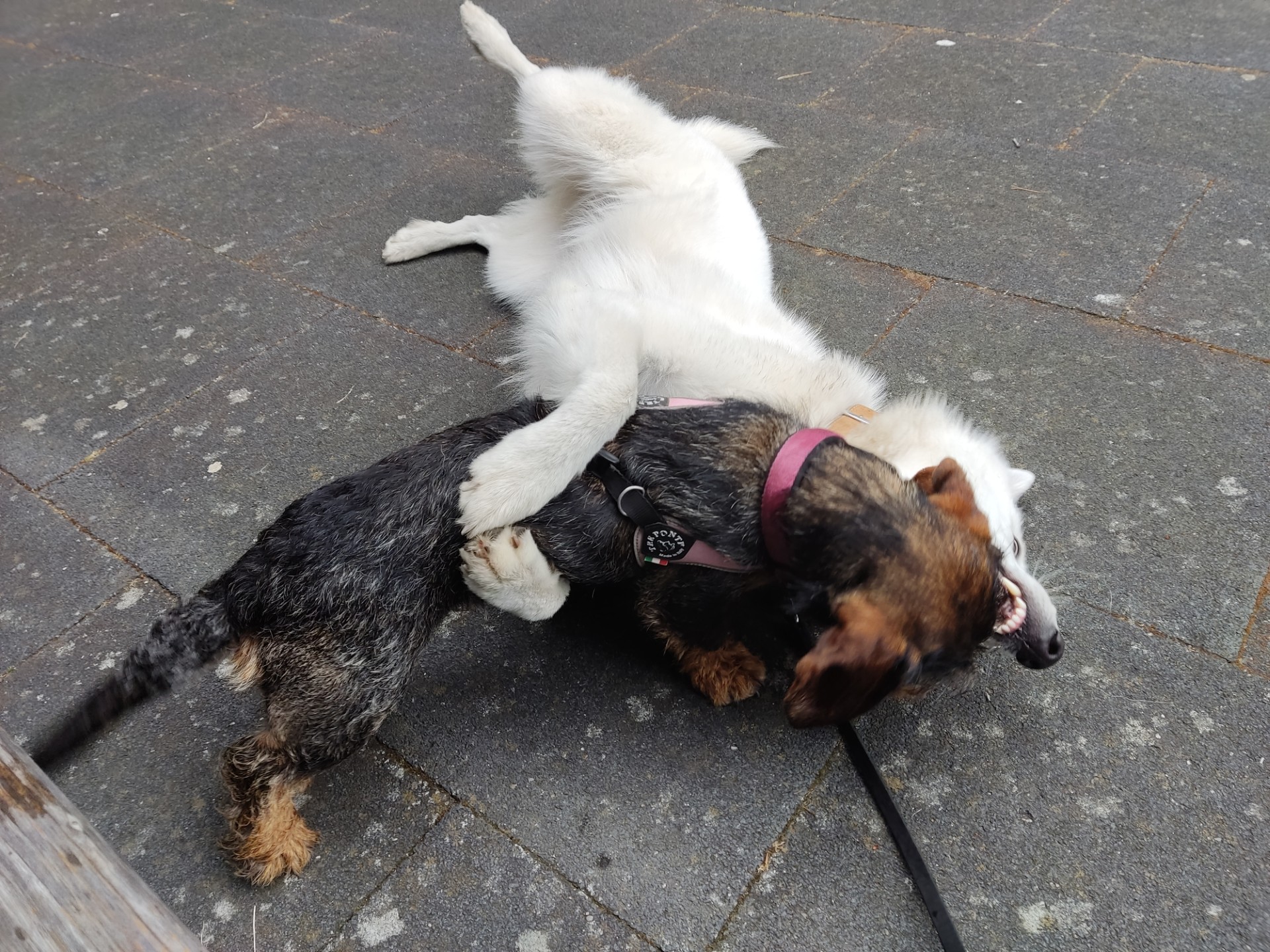 Zwitserse Witte Herdershond die op de rug ligt met achterpoten wijd en voorpoten om een teckel boven haar, spelend met elkaar.