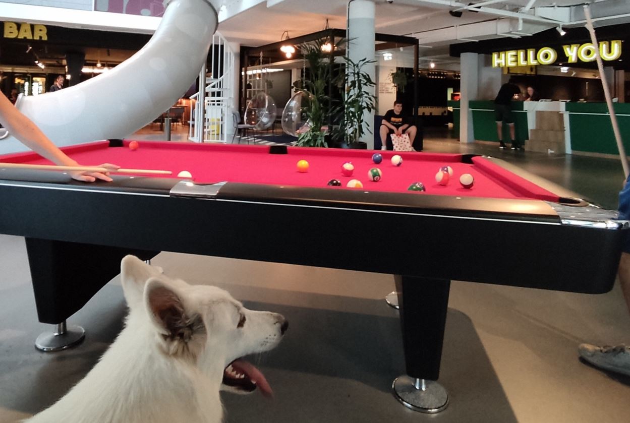 Hoofd van Zwitserse Witte Herder bij een biljarttafel met op de achtergrond de teksten 'Bar' en 'Hello you'