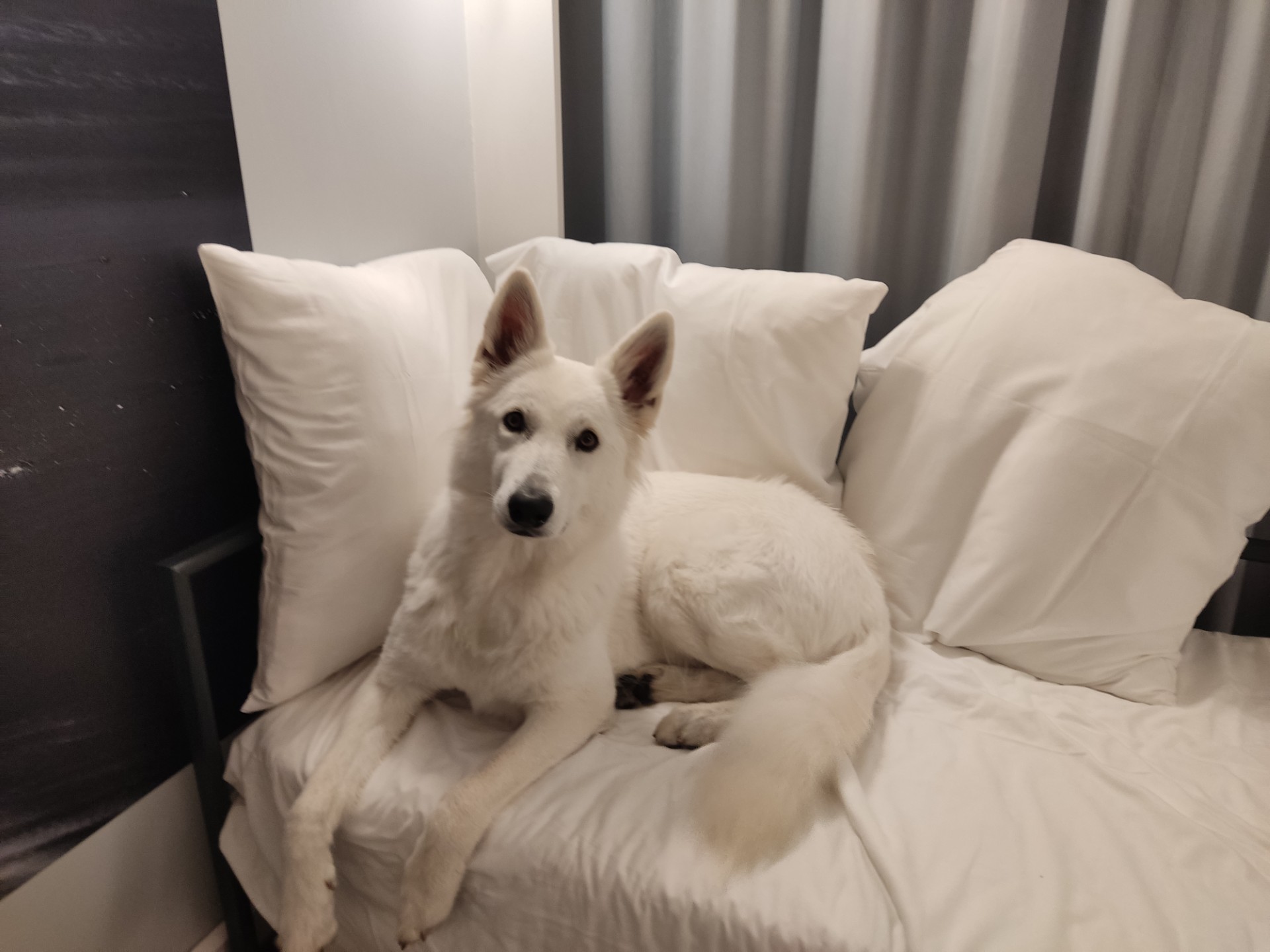 Attente Zwitserse Witte Herdershond op een wit bed met witte kussens om zachtaardigheid en intelligentie weer te geven