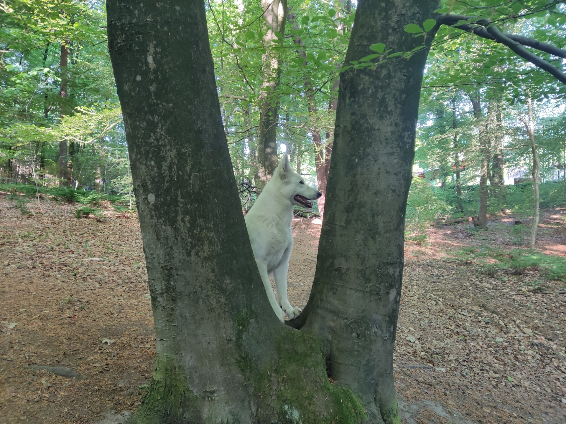 Zwitsere Witte Herder met voorpoten op boomstam.