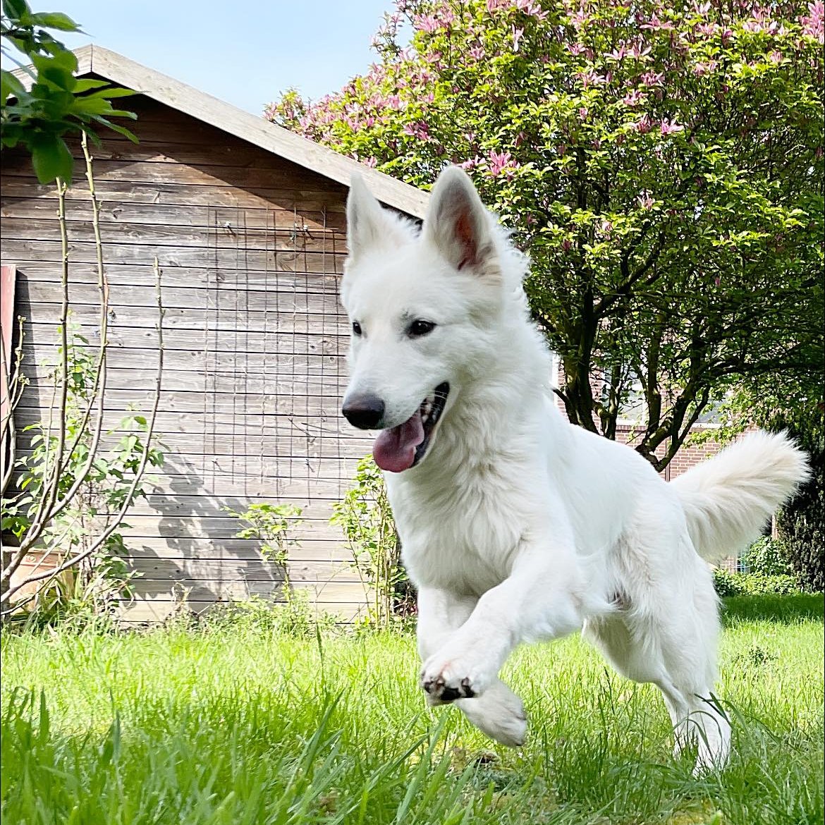 Zwitserse witte herder die vrolijk rent met voorpoten in de lucht.