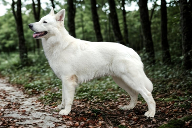 Amurak van Vivid Daydream, vaderhond van de pups