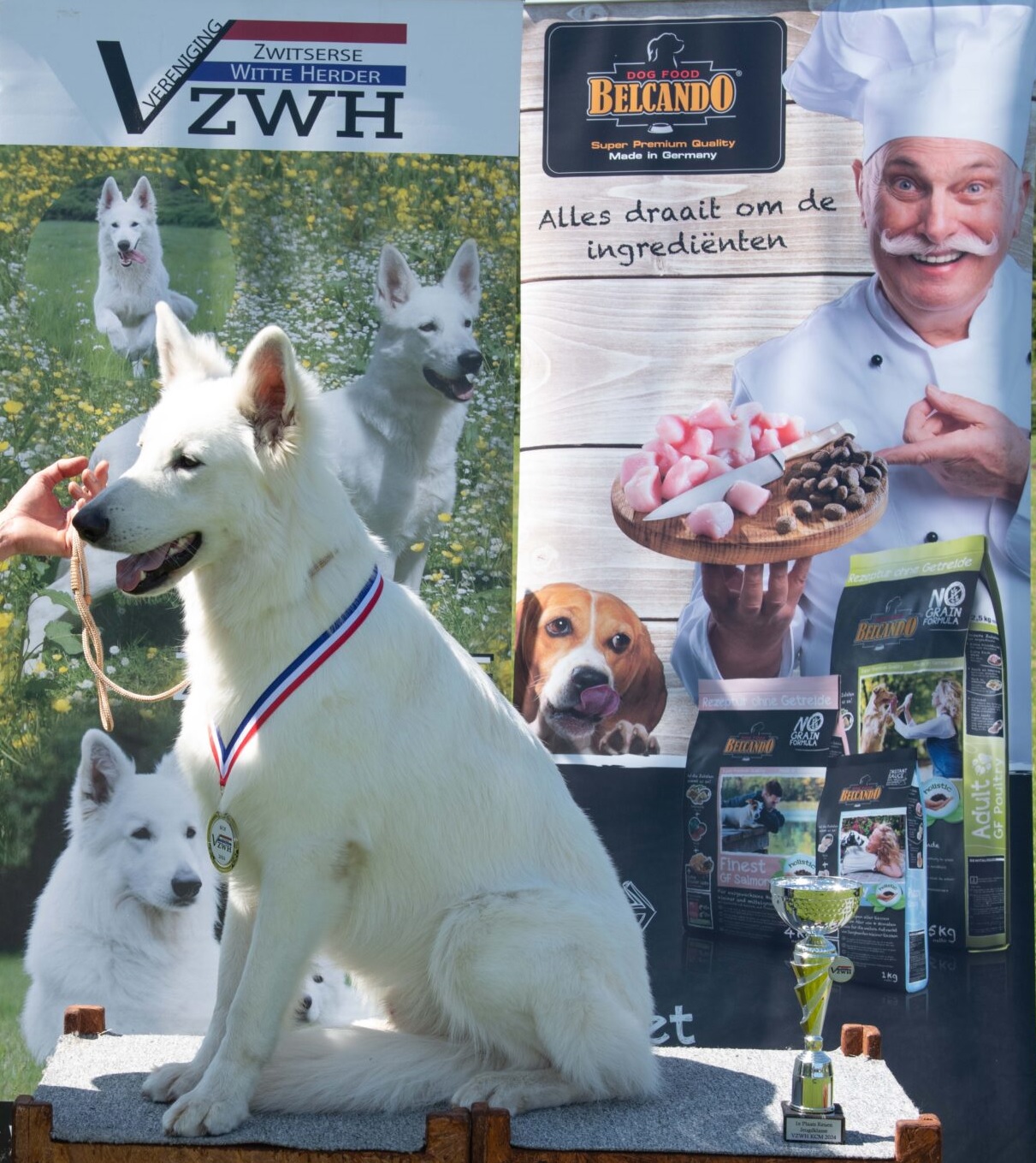 Zwitserse witte herder zittend op het podium met een medaille om zijn nek.