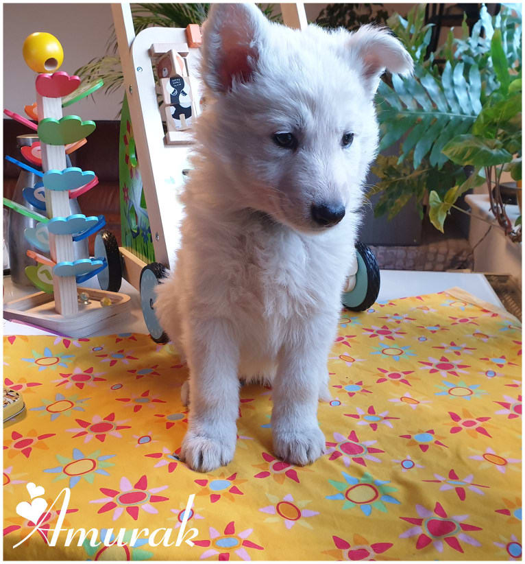 Zwitserse witte herder puppy zittend op een tafel.