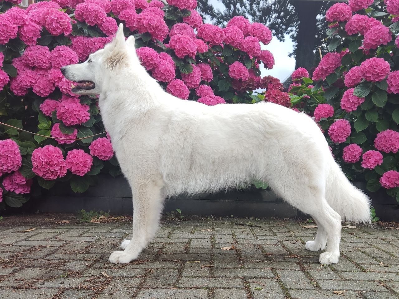 Zwitserse Witte Herder dag 4 van dracht