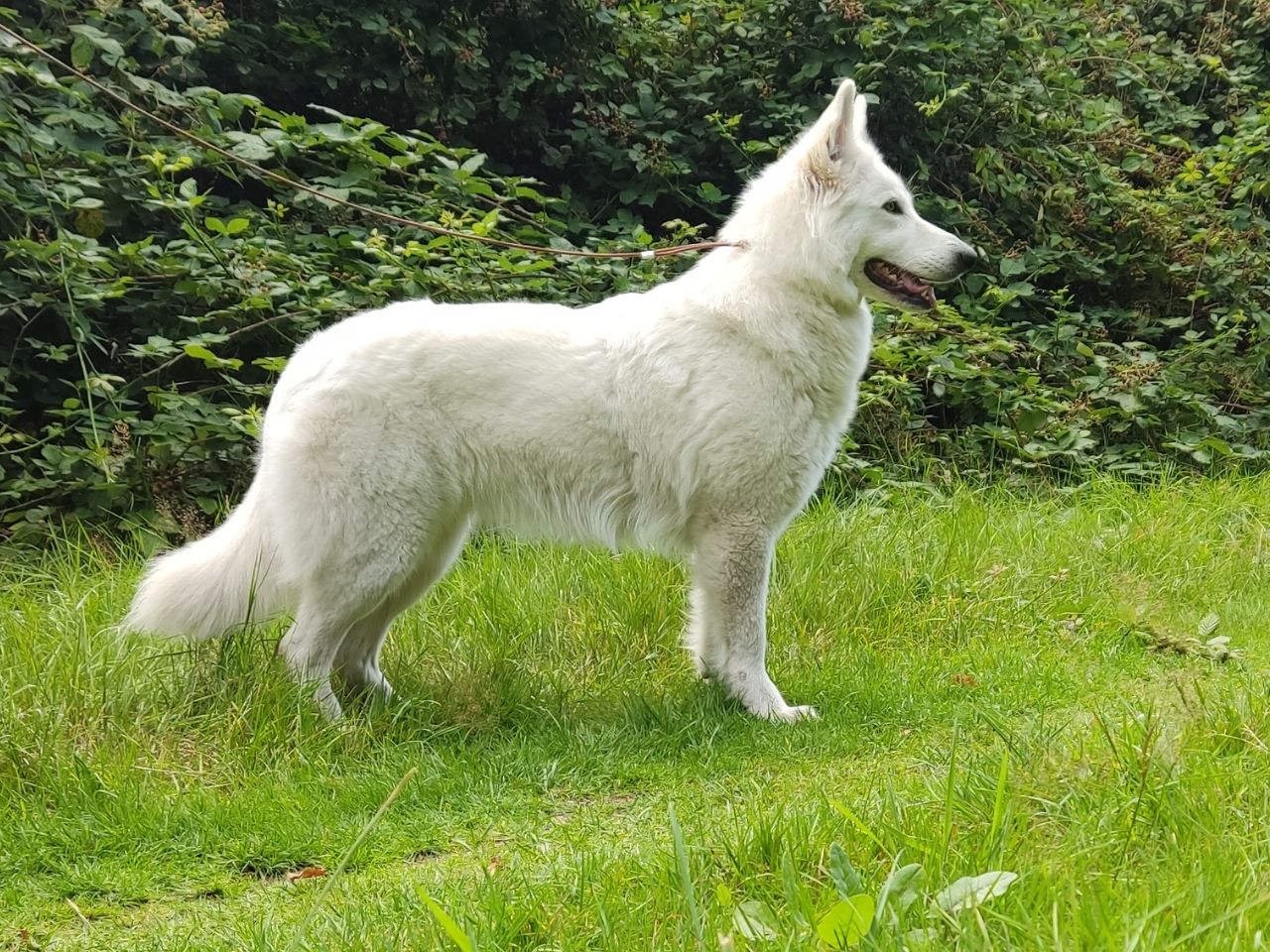 Zwitserse Witte Herder dag 5 van dracht