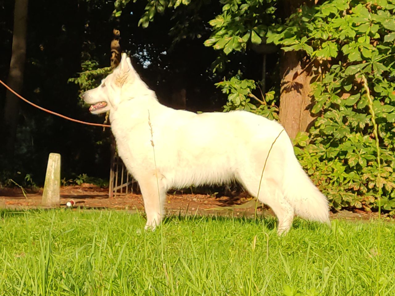 Zwitserse Witte Herder dag 6 van dracht