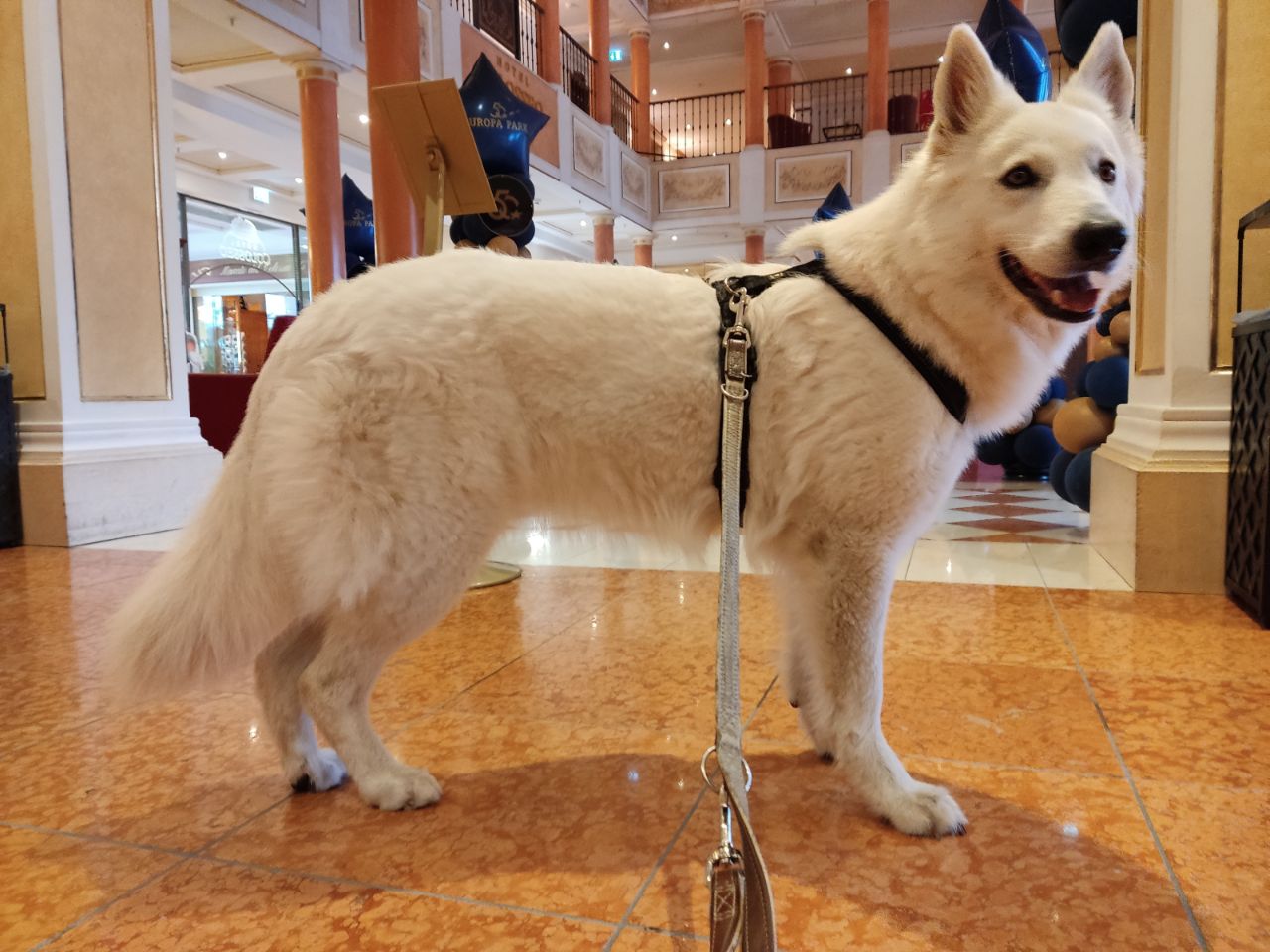 Zwitserse Witte Herder dag 10 van dracht