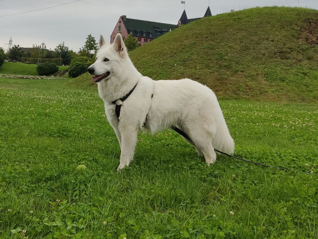 Zwitserse Witte Herder dag 11 van dracht