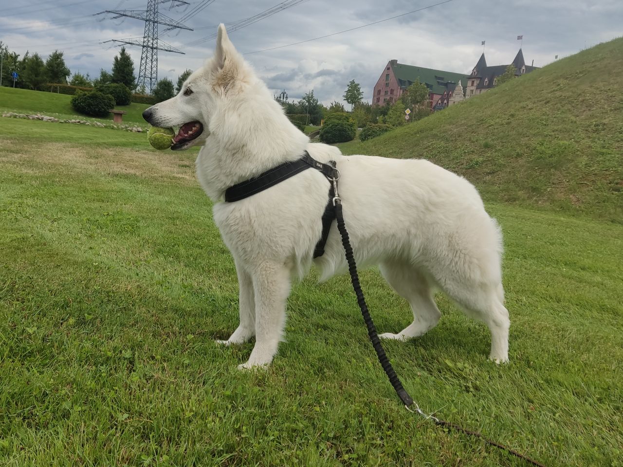 Zwitserse Witte Herder dag 12 van dracht