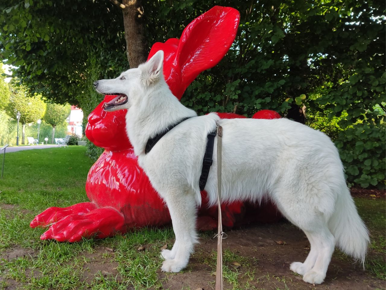 Zwitserse Witte Herder dag 17 van dracht