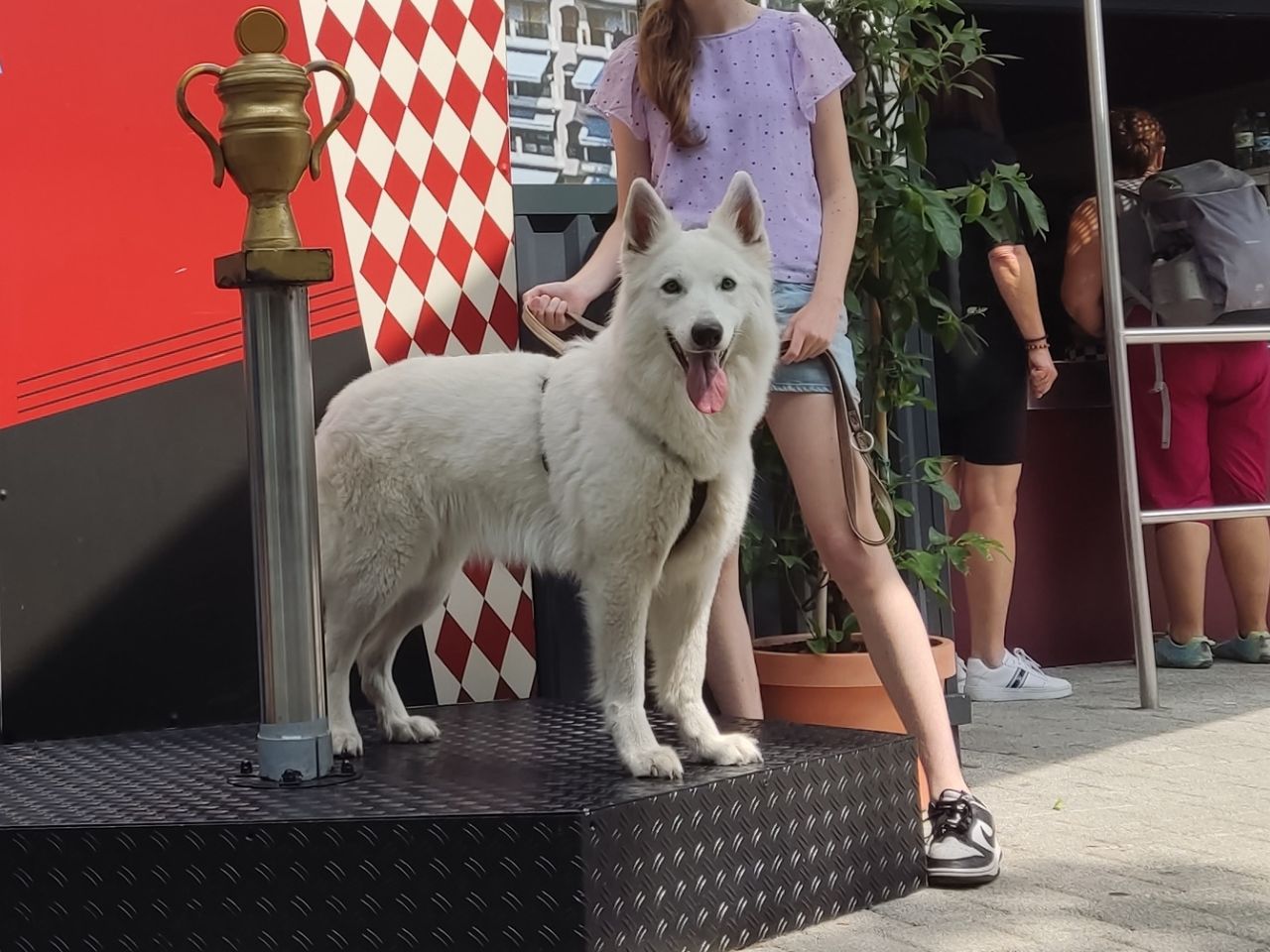Zwitserse Witte Herder dag 18 van dracht