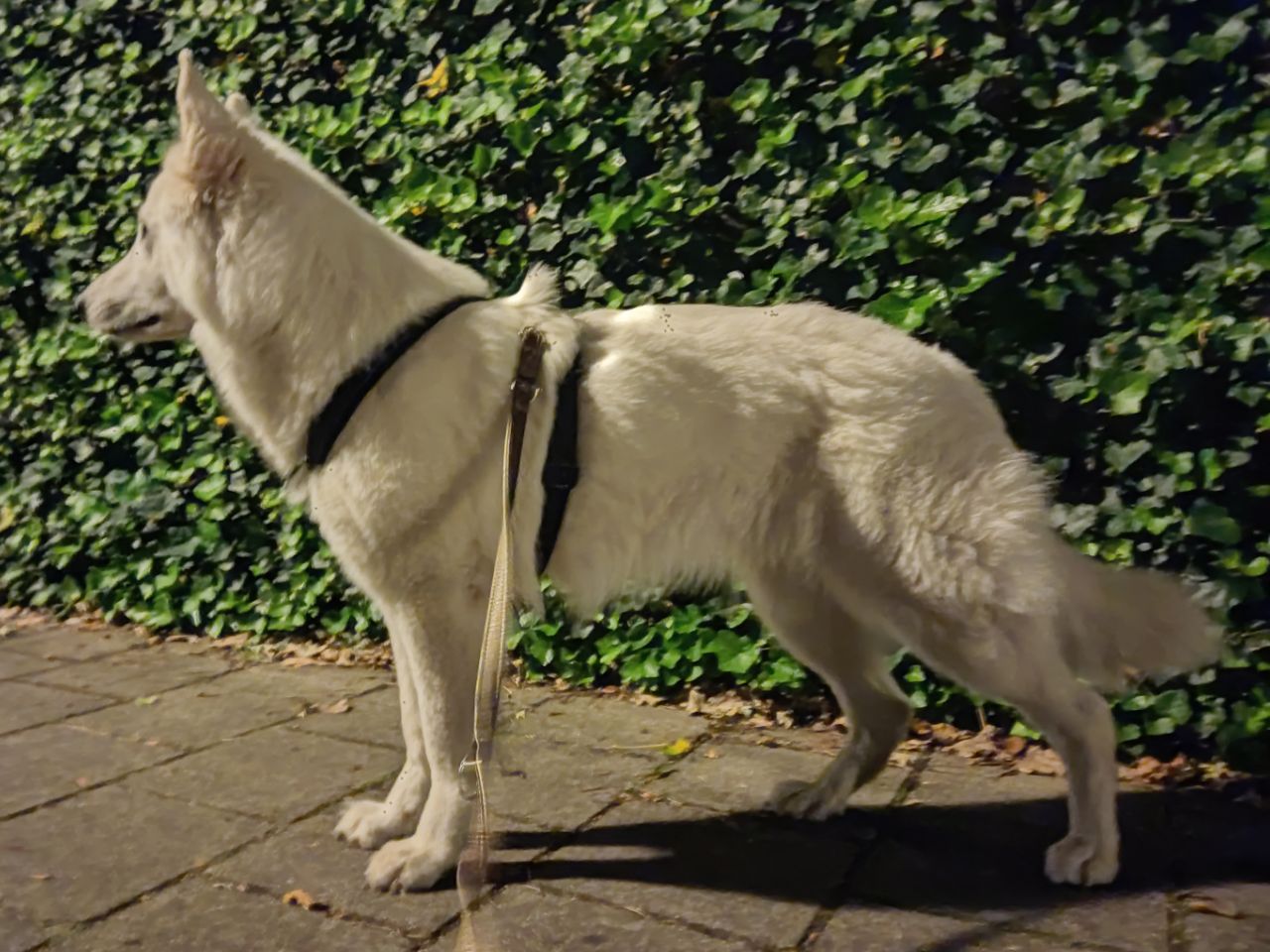 Zwitserse Witte Herder dag 19 van dracht