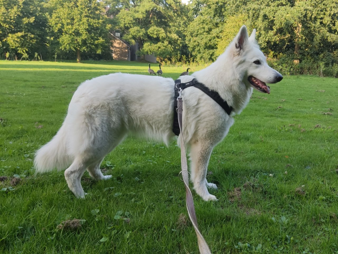 Zwitserse Witte Herder dag 20 van dracht