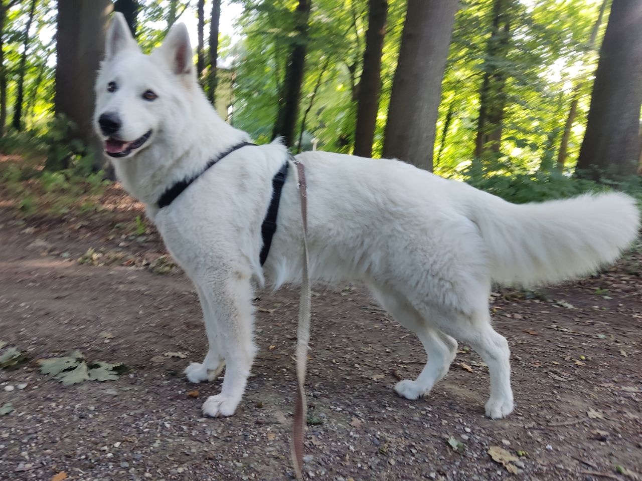 Zwitserse Witte Herder dag 21 van dracht