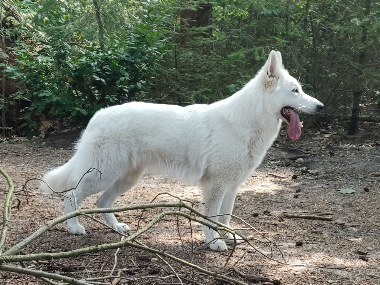 Zwitserse Witte Herder dag 27 van dracht