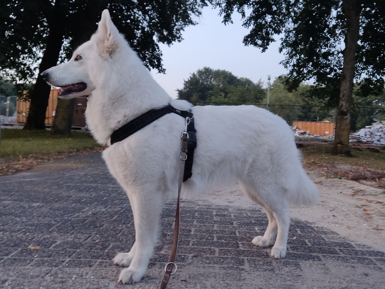 Zwitserse Witte Herder dag 28 van dracht