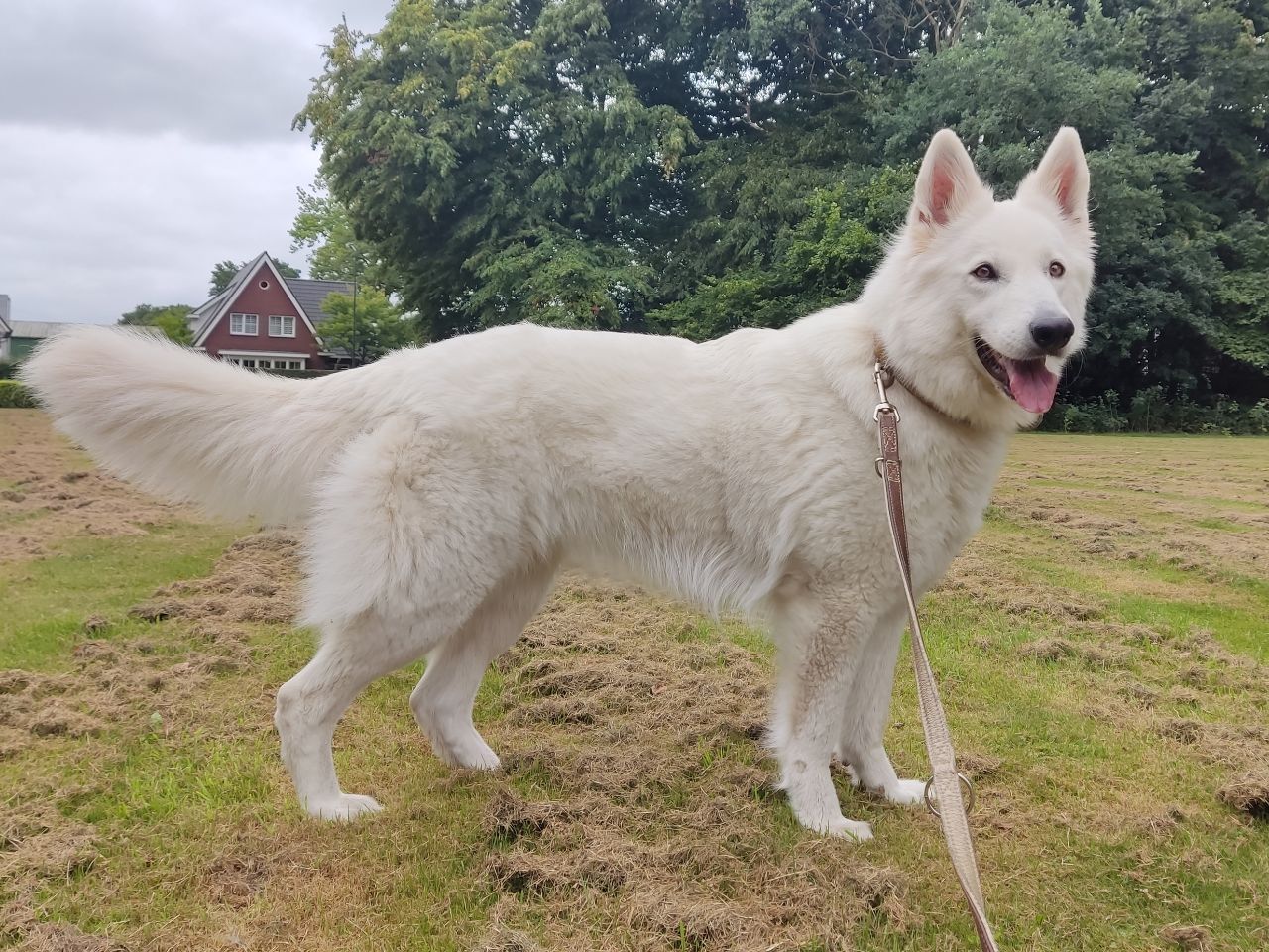 Zwitserse Witte Herder dag 29 van dracht