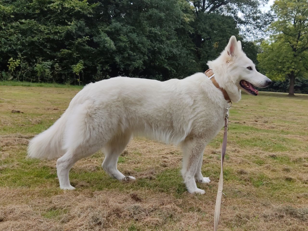 Zwitserse Witte Herder dag 30 van dracht