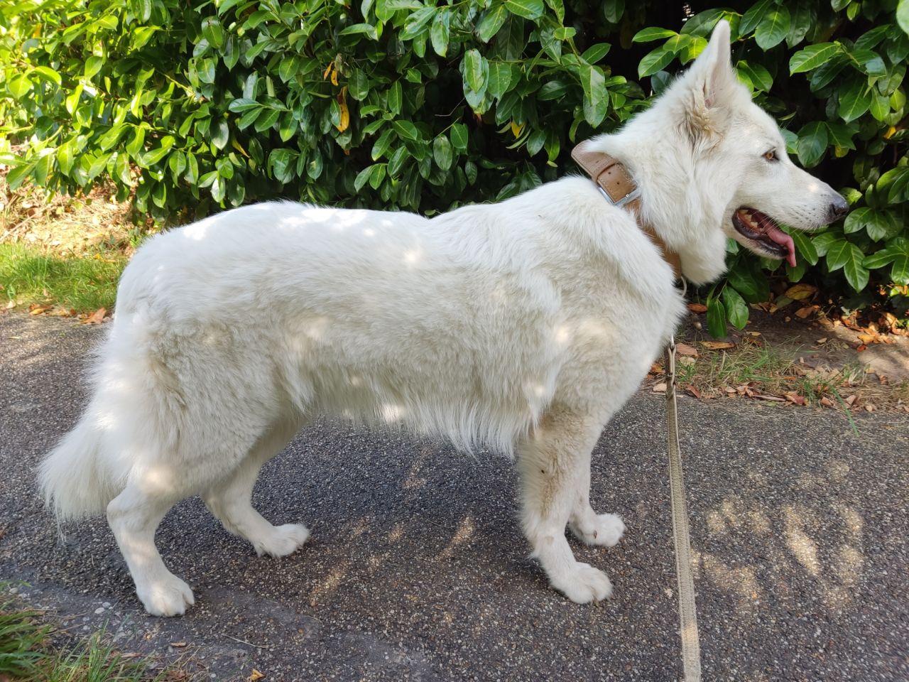 Zwitserse Witte Herder dag 32 van dracht