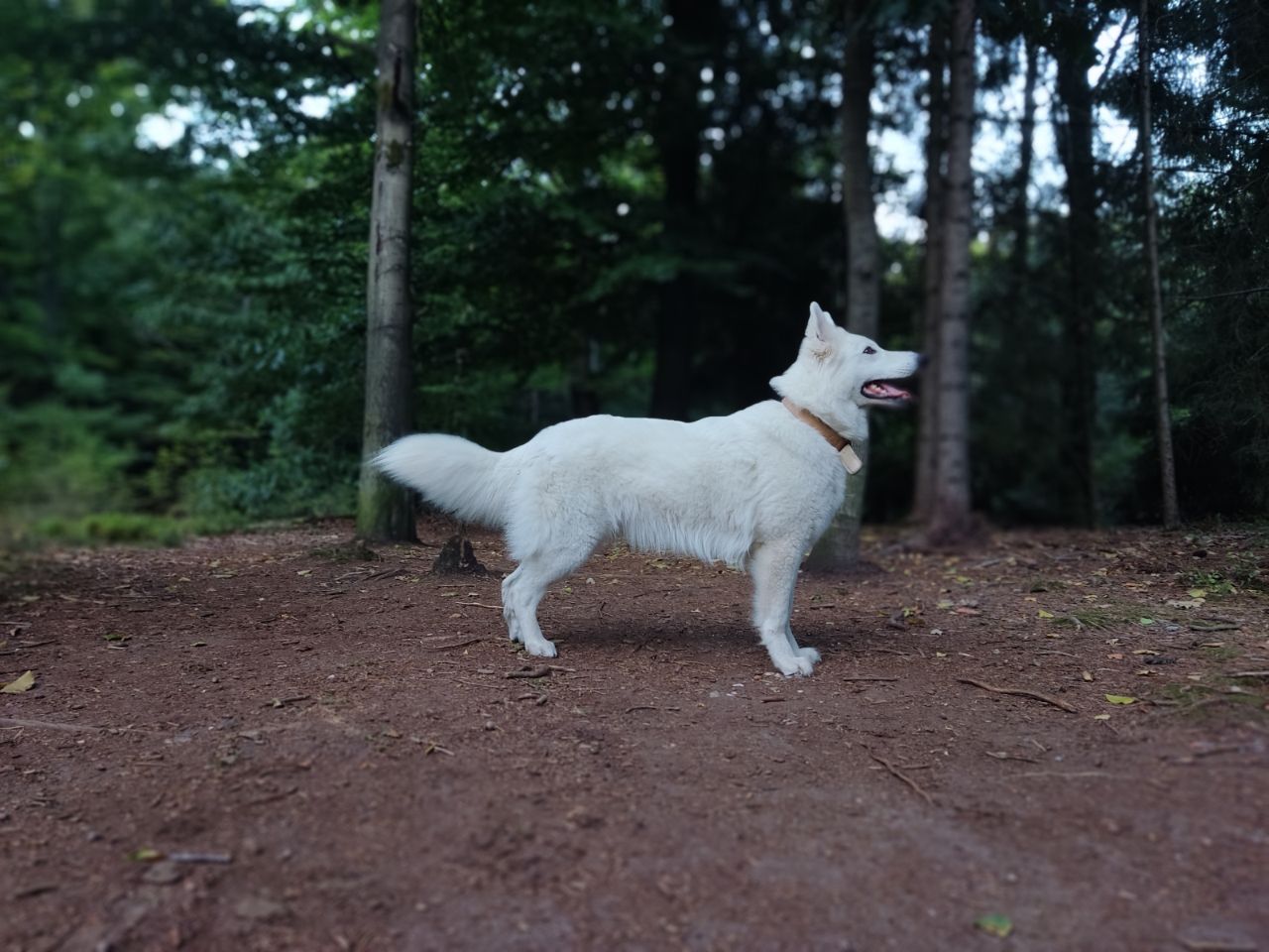 Zwitserse Witte Herder dag 33 van dracht