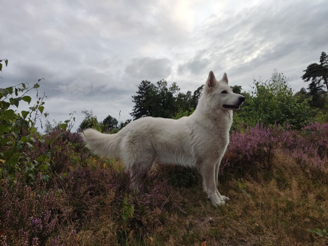 Zwitserse Witte Herder dag 34 van dracht