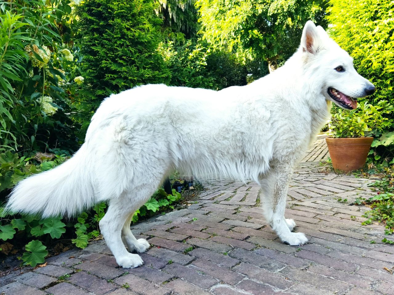 Zwitserse Witte Herder dag 36 van dracht