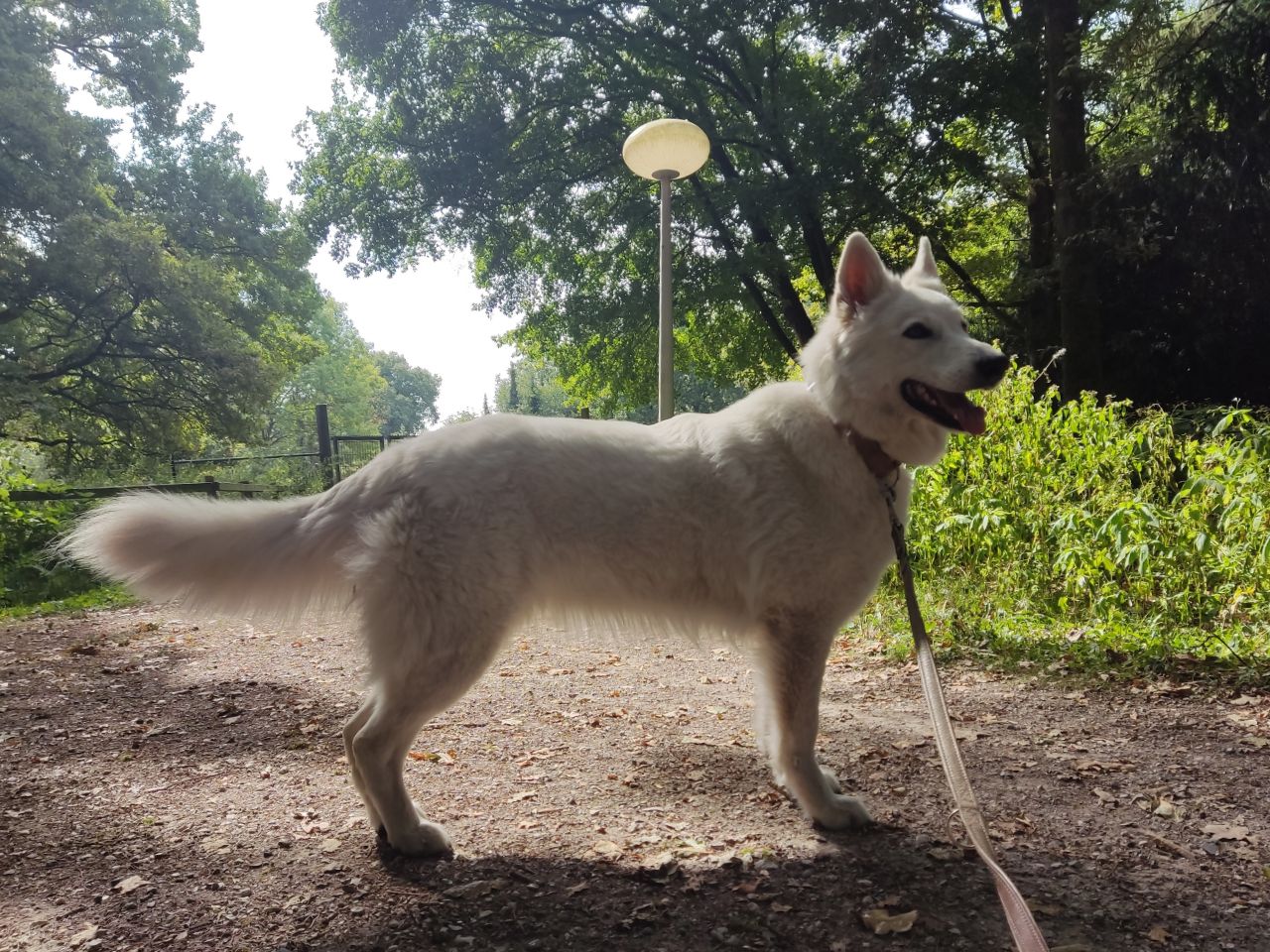 Zwitserse Witte Herder dag 38 van dracht