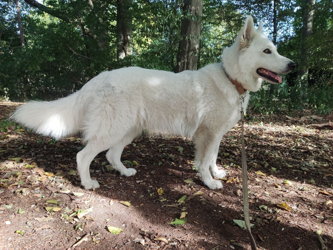 Zwitserse Witte Herder dag 39 van dracht