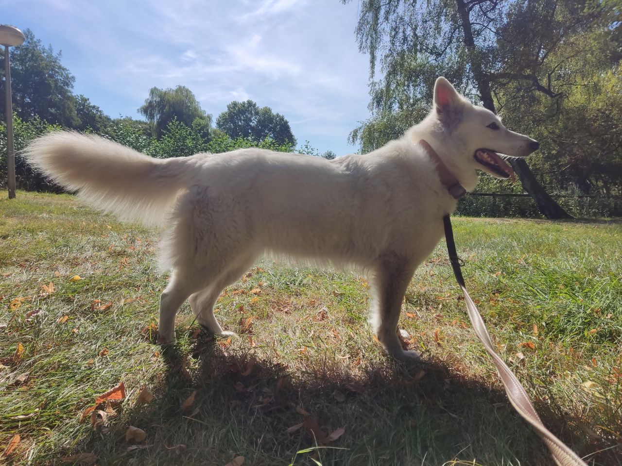 Zwitserse Witte Herder dag 41 van dracht