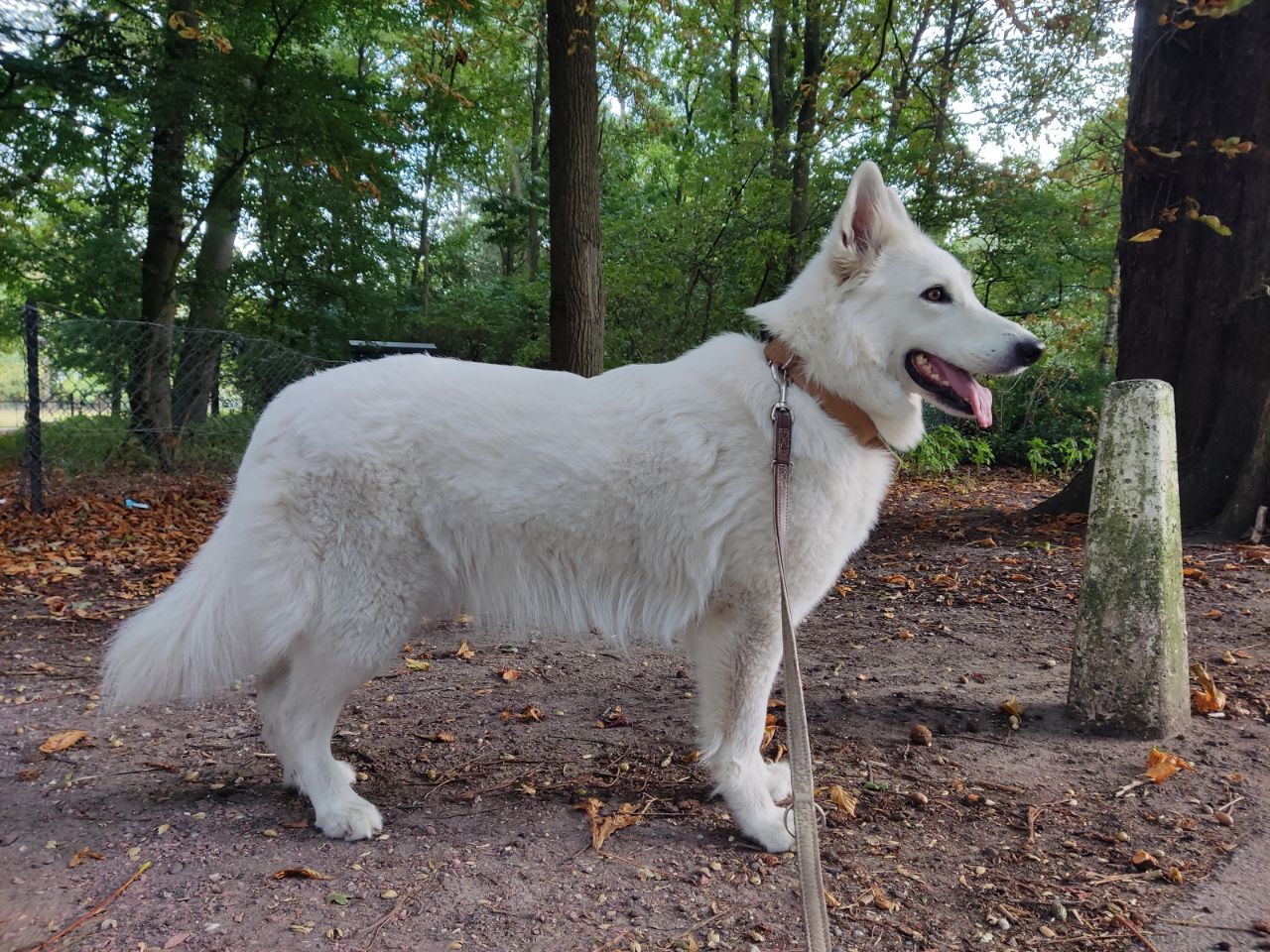 Zwitserse Witte Herder dag 43 van dracht