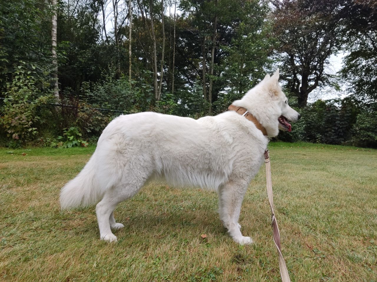 Zwitserse Witte Herder dag 44 van dracht