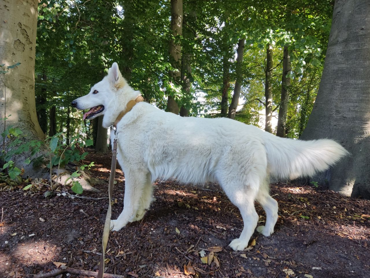 Zwitserse Witte Herder dag 45 van dracht