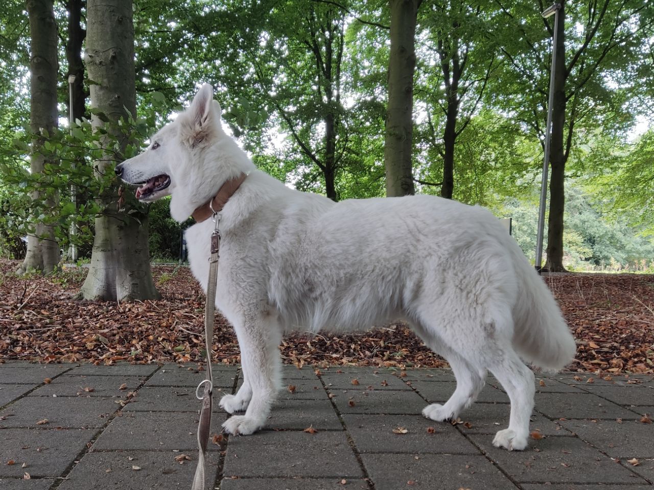 Zwitserse Witte Herder dag 46 van dracht