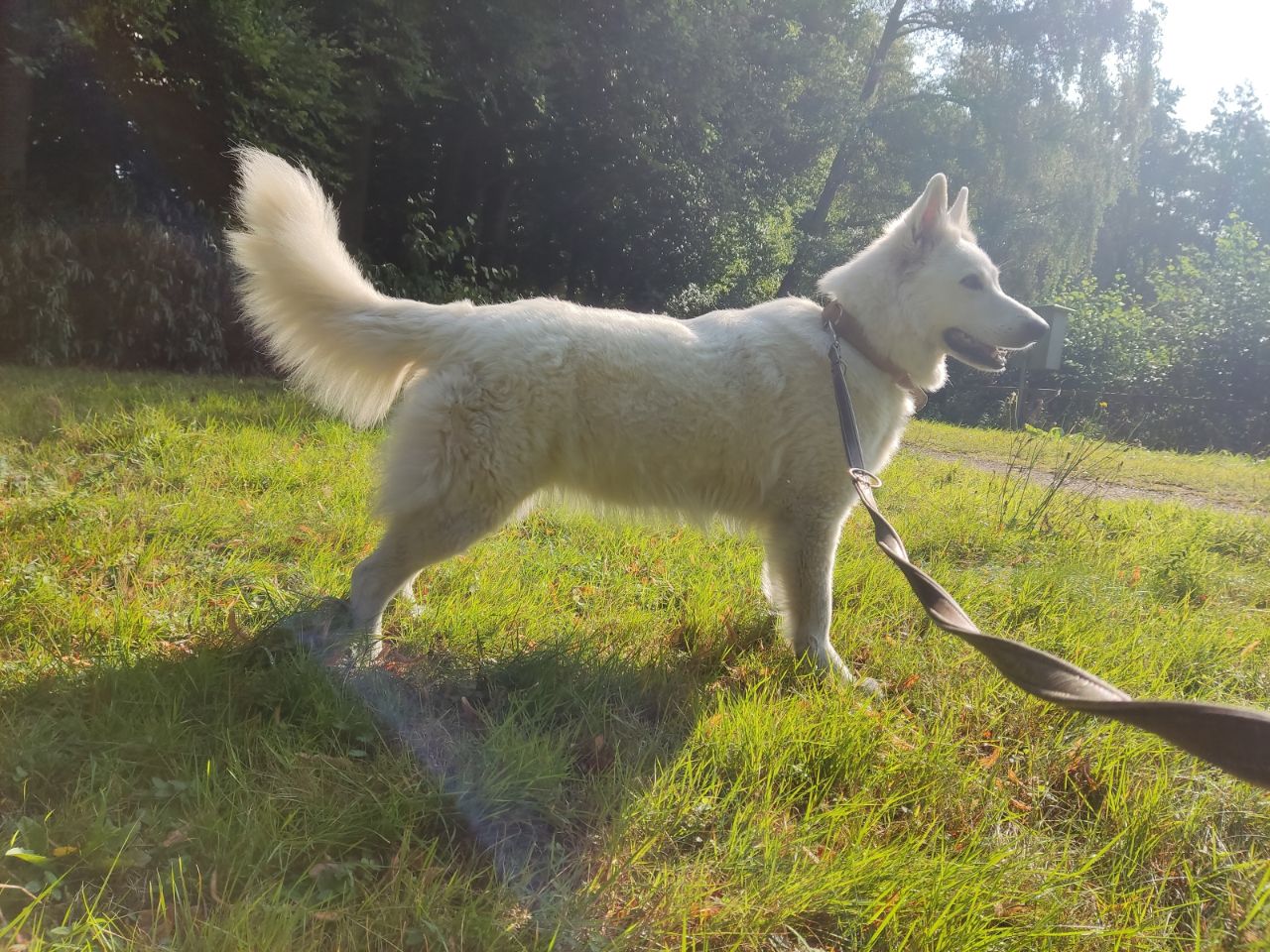 Zwitserse Witte Herder dag 47 van dracht