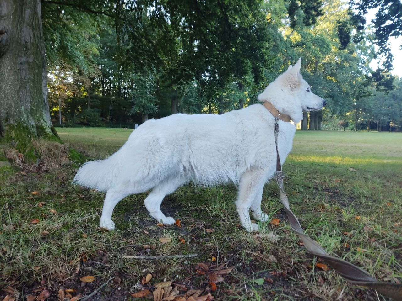 Zwitserse Witte Herder dag 48 van dracht