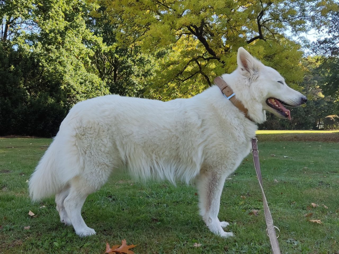 Zwitserse Witte Herder dag 50 van dracht
