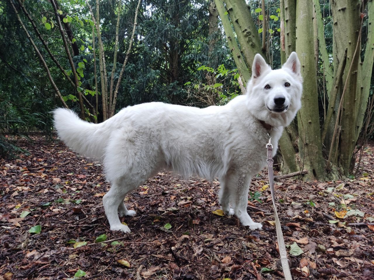 Zwitserse Witte Herder dag 51 van dracht