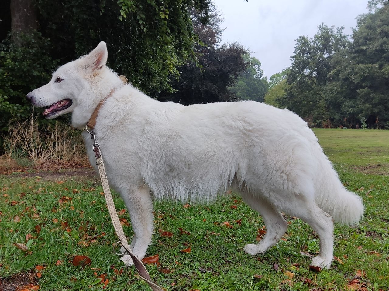 Zwitserse Witte Herder dag 52 van dracht