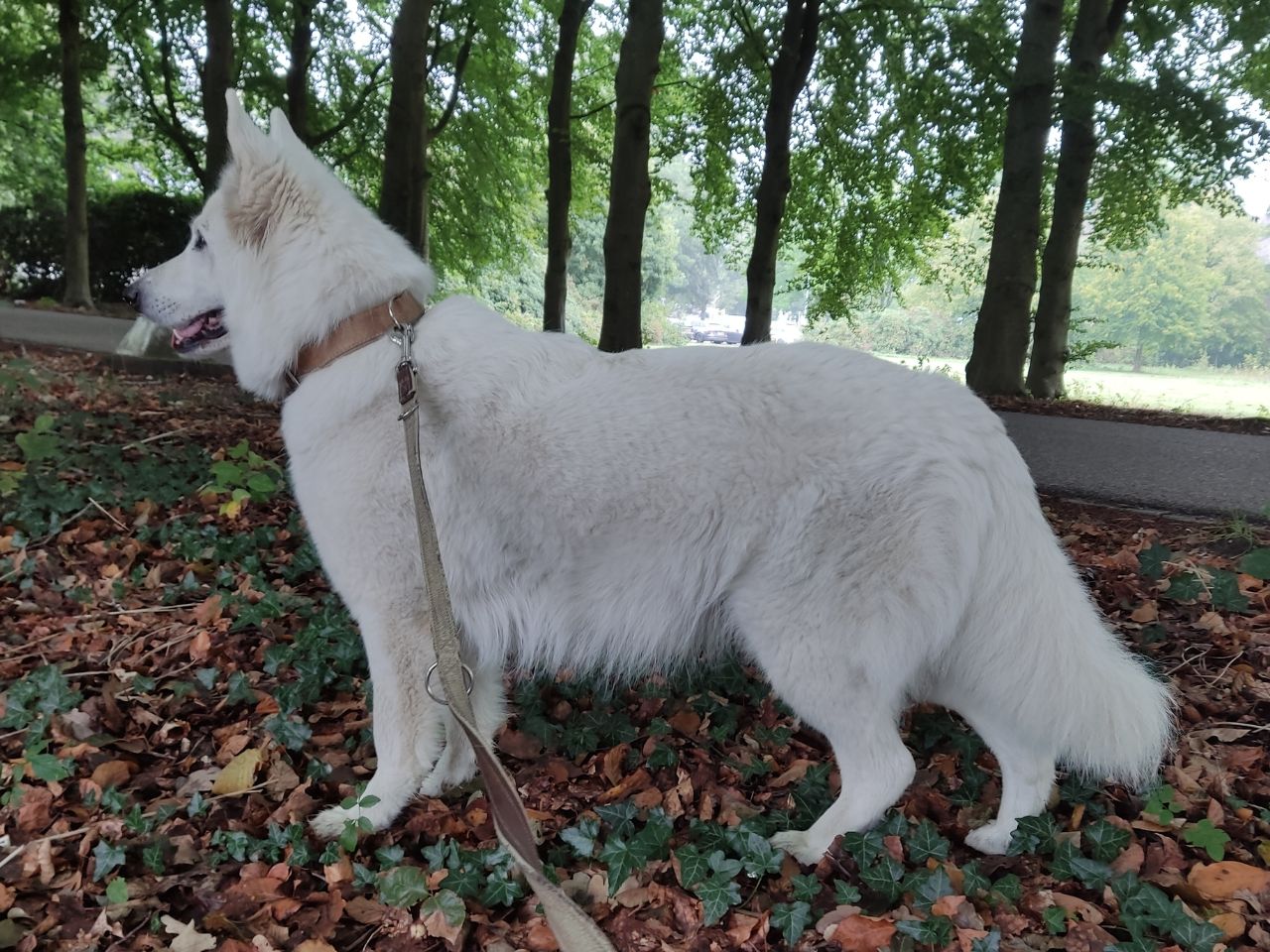 Zwitserse Witte Herder dag 53 van dracht