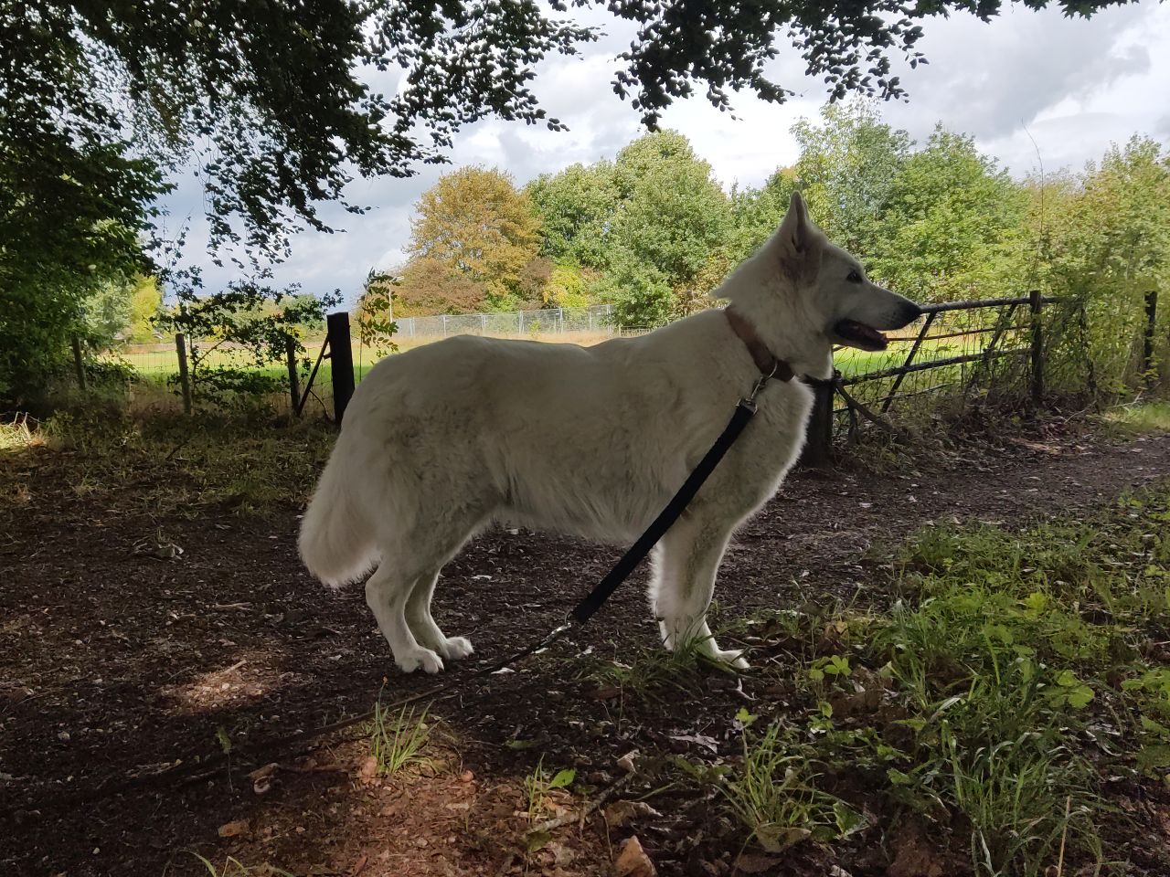 Zwitserse Witte Herder dag 54 van dracht