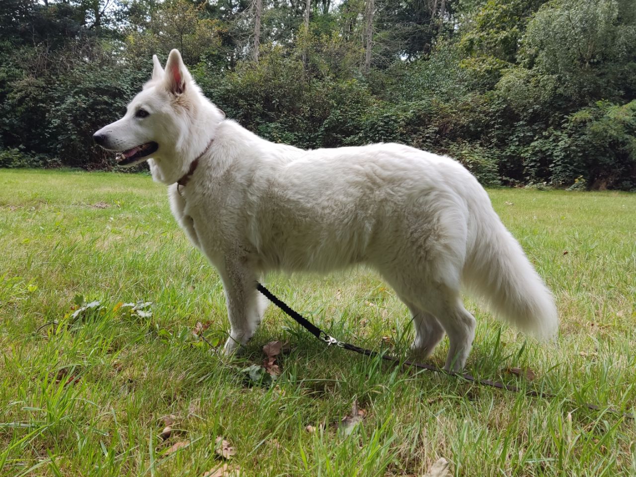 Zwitserse Witte Herder dag 55 van dracht