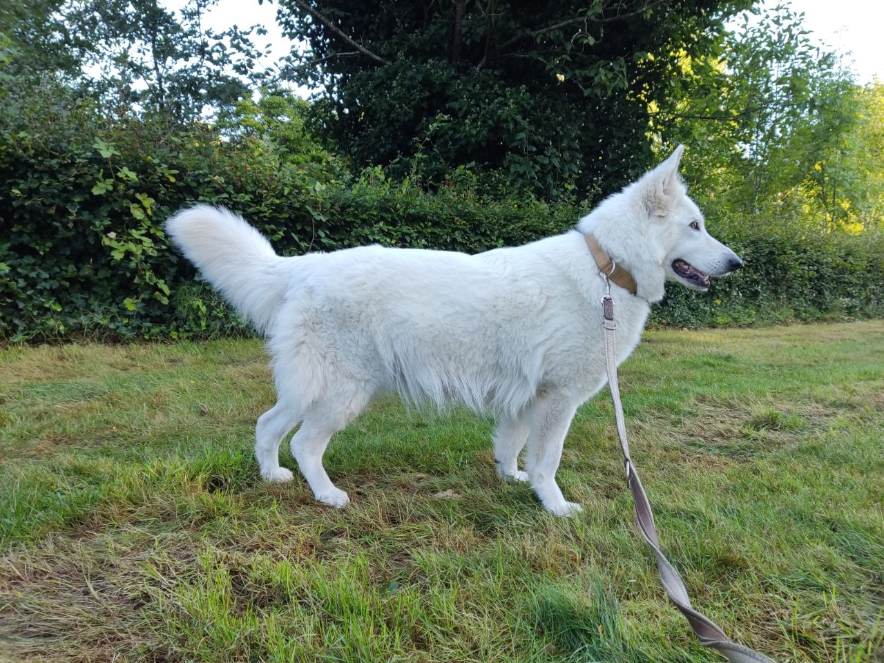 Zwitserse Witte Herder dag 57 van dracht