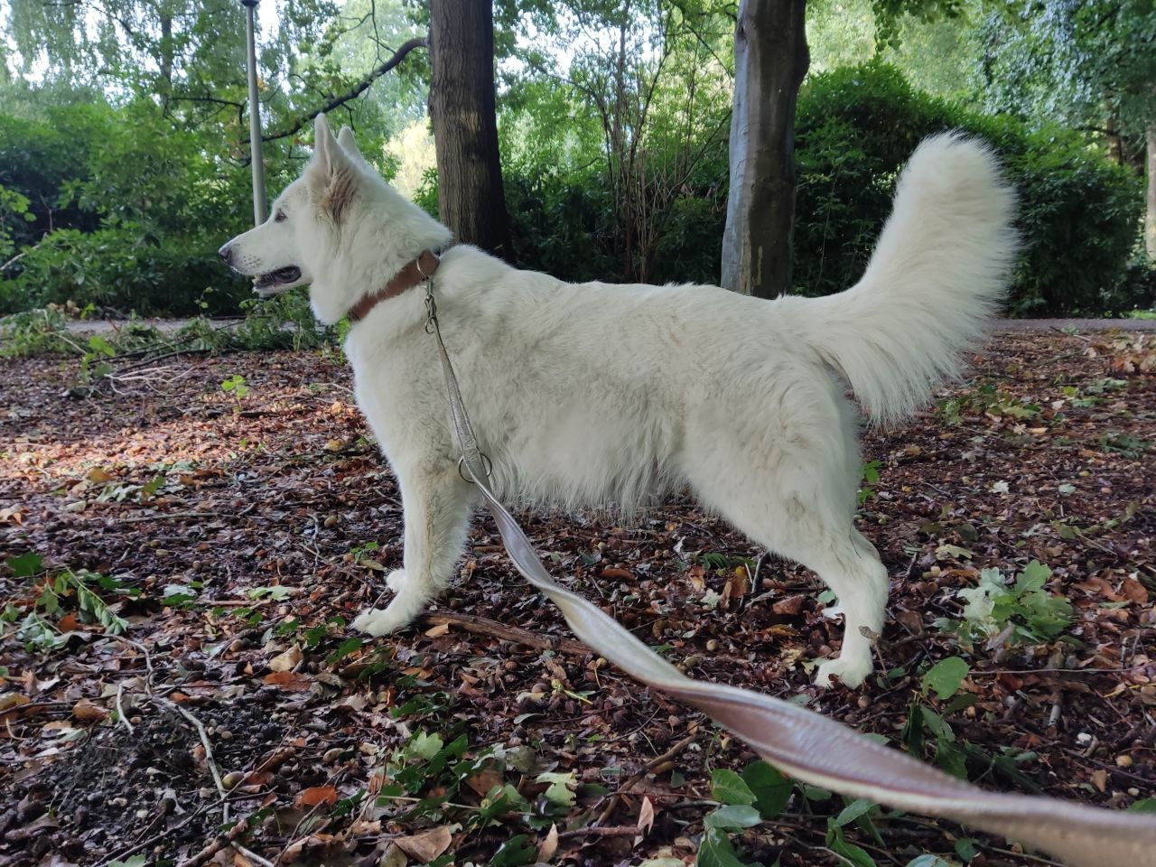 Zwitserse Witte Herder dag 59 van dracht