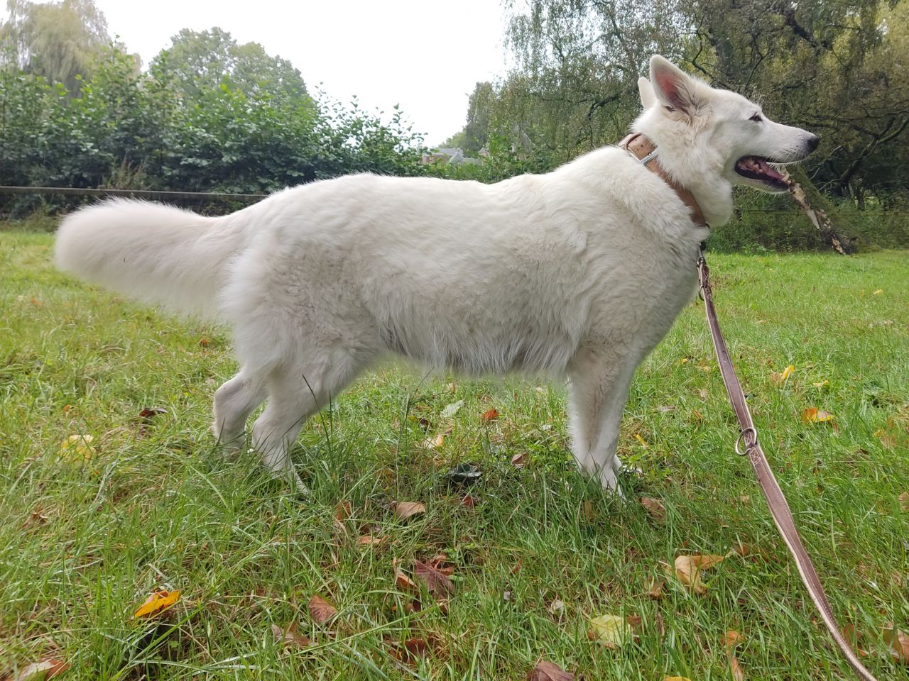 Zwitserse Witte Herder dag 60 van dracht