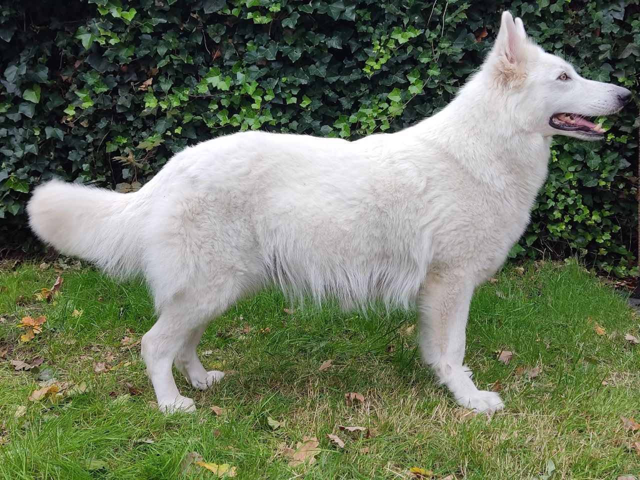 Zwitserse Witte Herder dag 61 van dracht