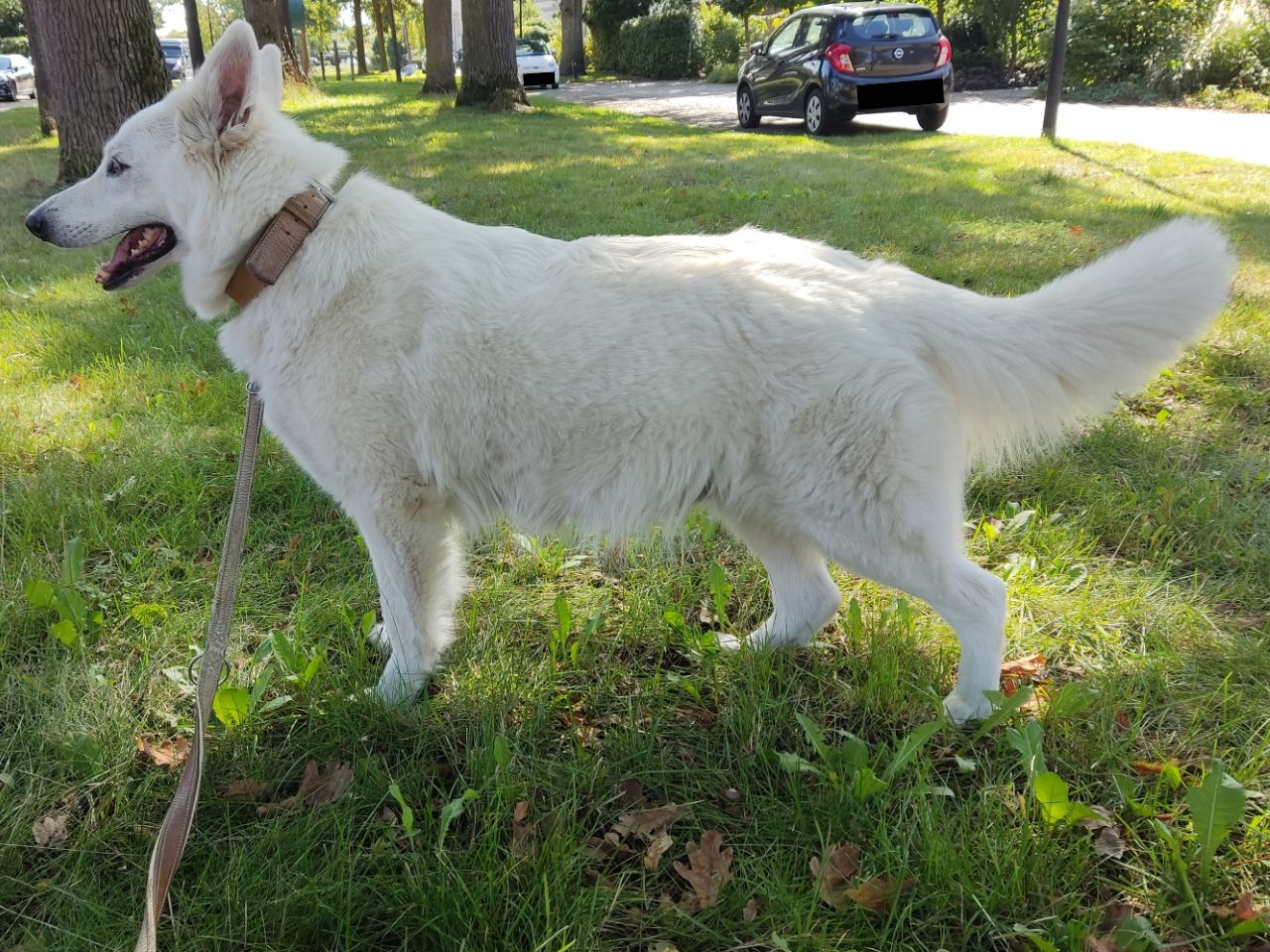 Zwitserse Witte Herder dag 62 van dracht