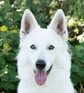 Vooraanzicht kop Ixiju Kenza, moederhond van de puppy's.
